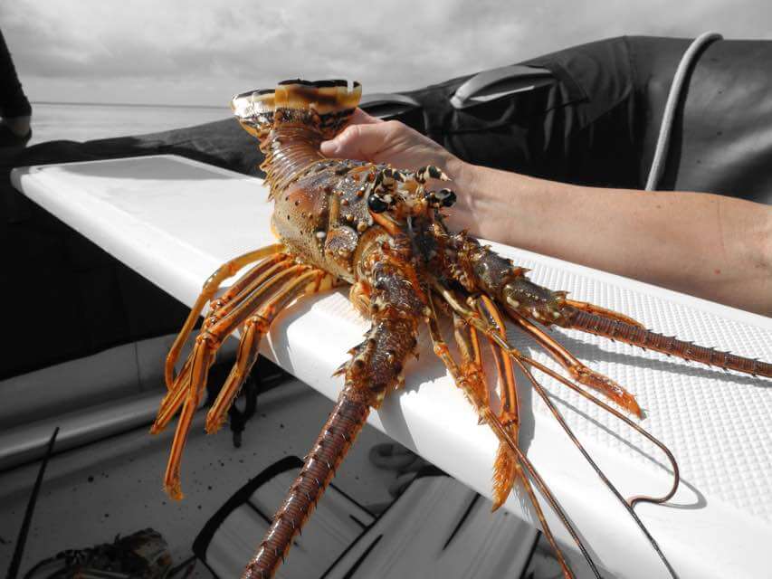 OneMail iPhone compressed image of a lobster