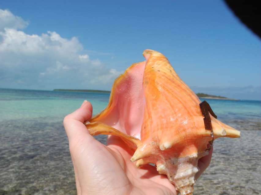 OneMail iPhone compressed image of a shell