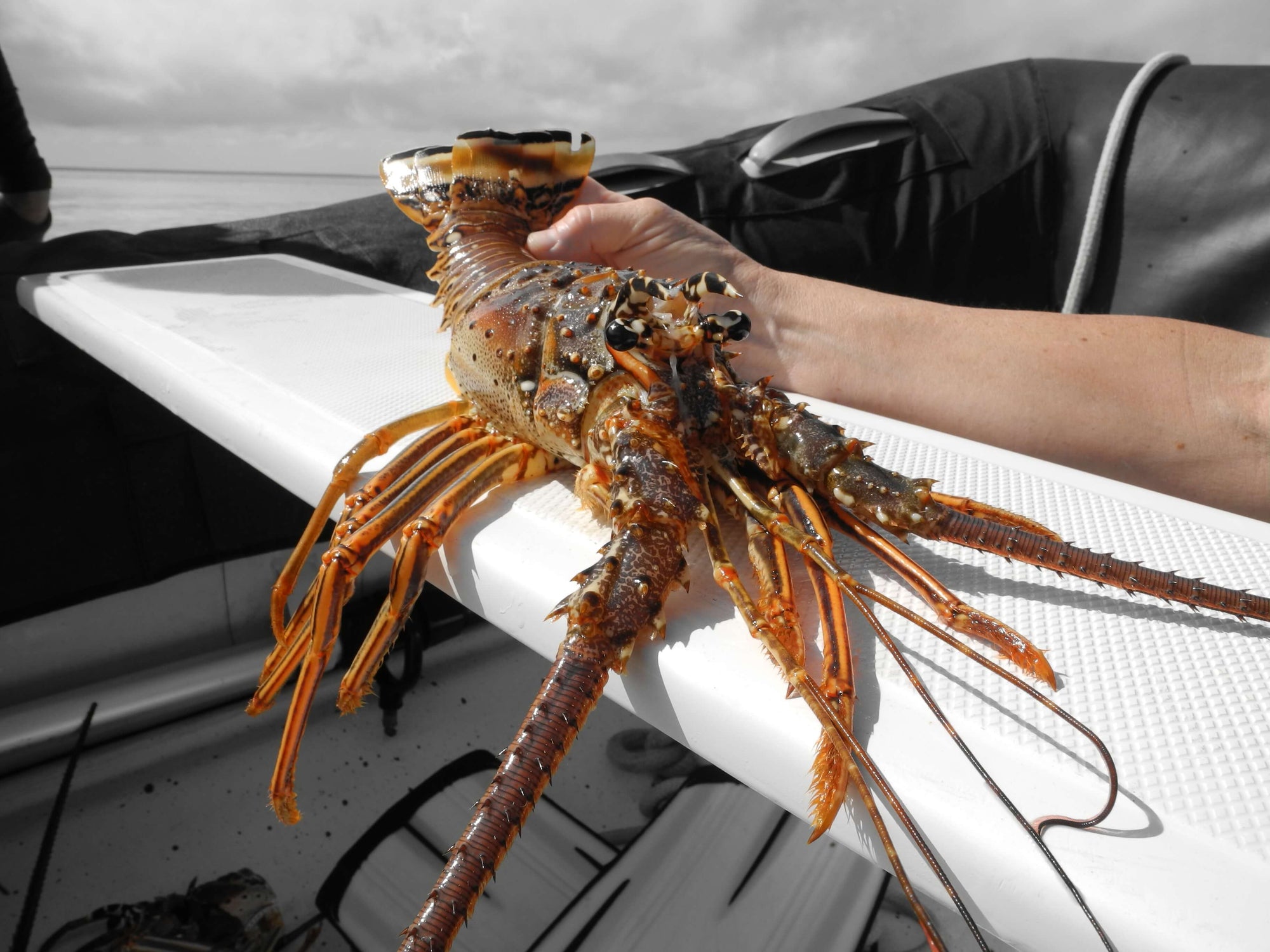 OneMail iPhone image of a lobster